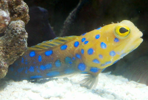 Blue spotted hot sale jawfish care